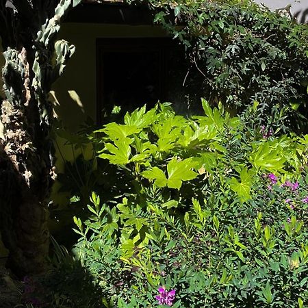 Loquat House Nel Giardino Segreto In Zona Vaticano Рим Экстерьер фото