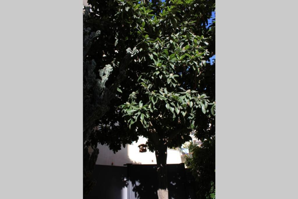 Loquat House Nel Giardino Segreto In Zona Vaticano Рим Экстерьер фото